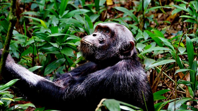 4 Day Gorilla Trekking in Uganda